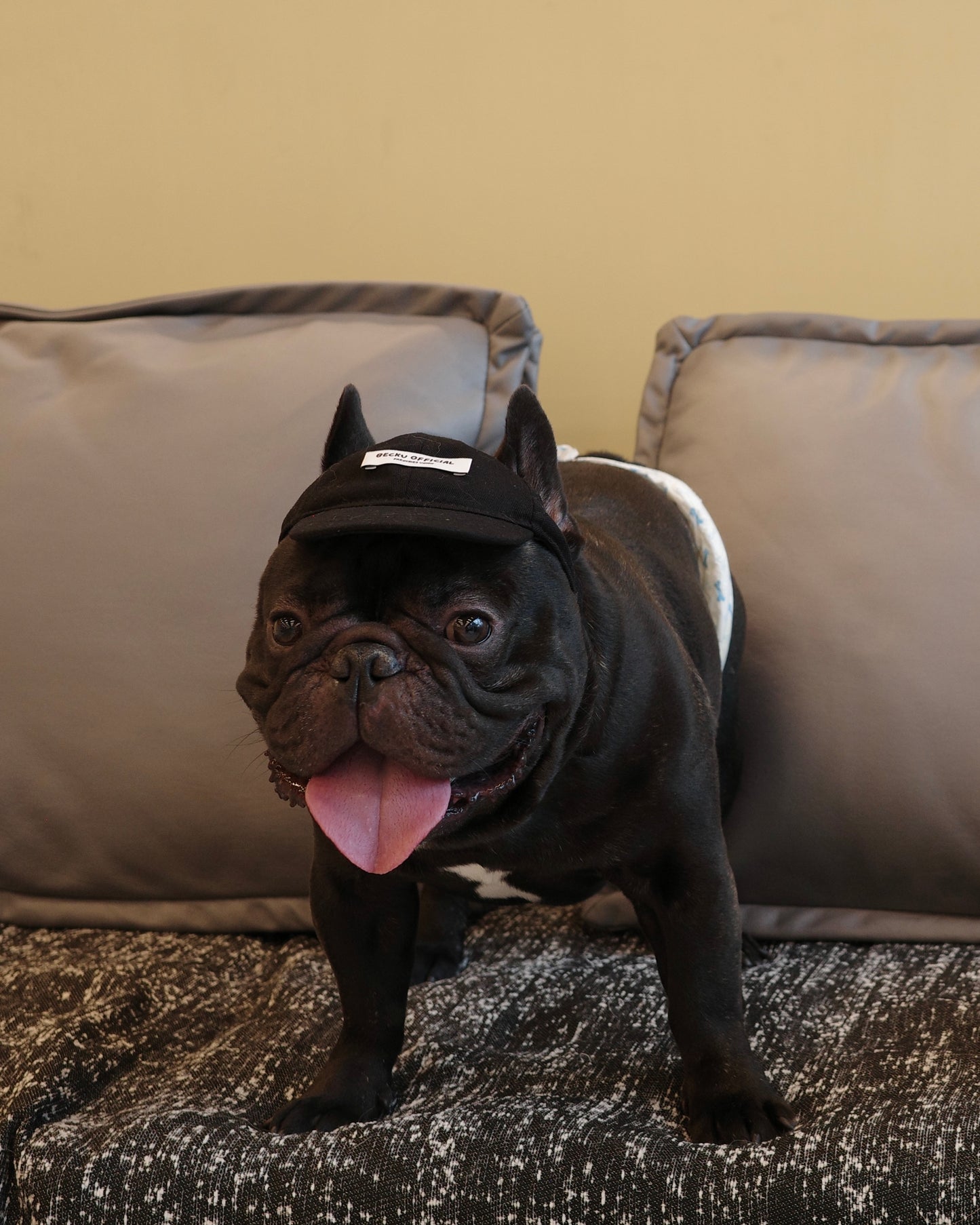 Becku Pet Cap (Black)