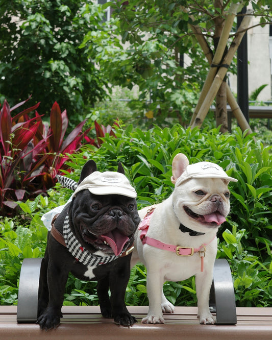 Becku Pet Cap (Beige)