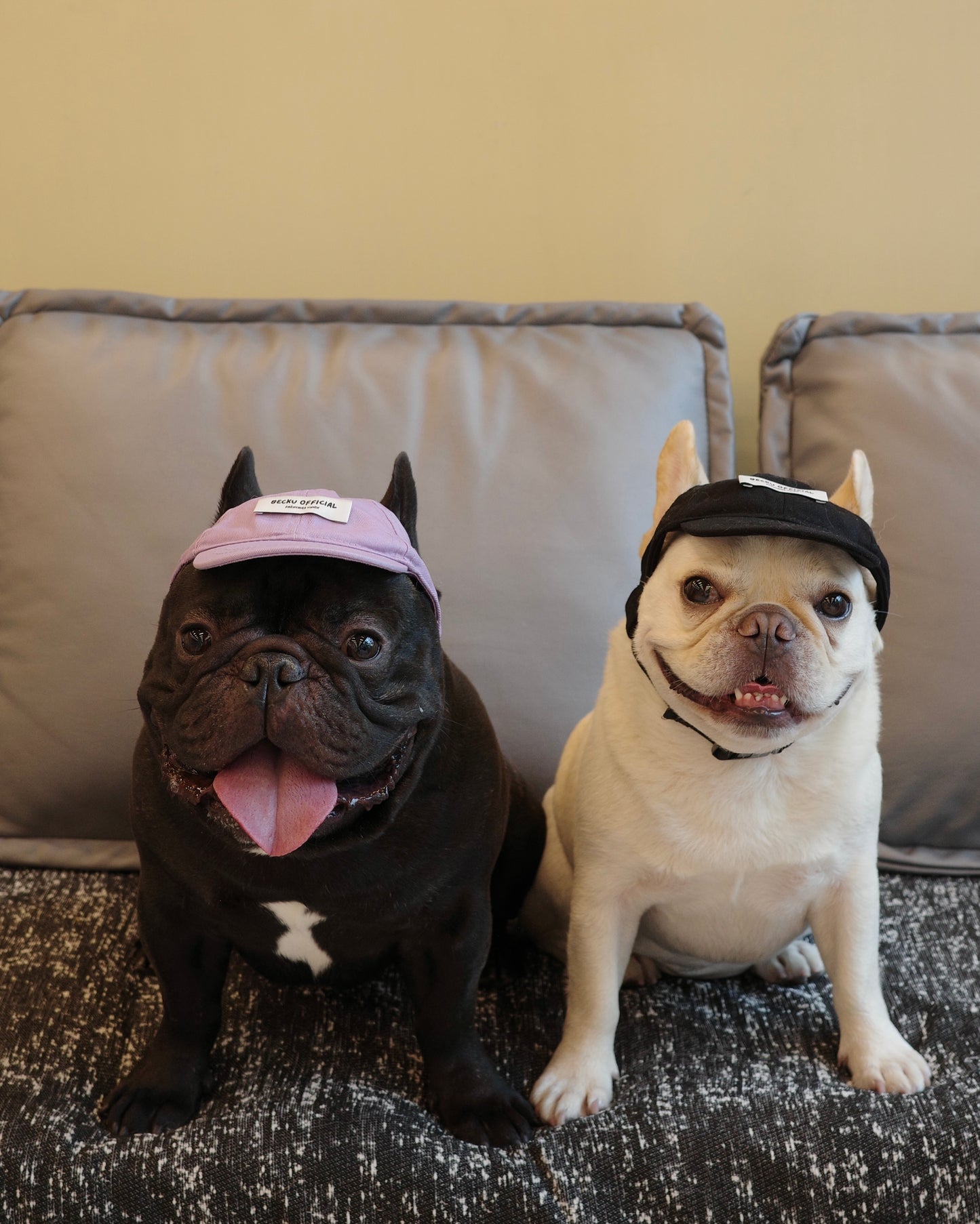 Becku Pet Cap (Purple)