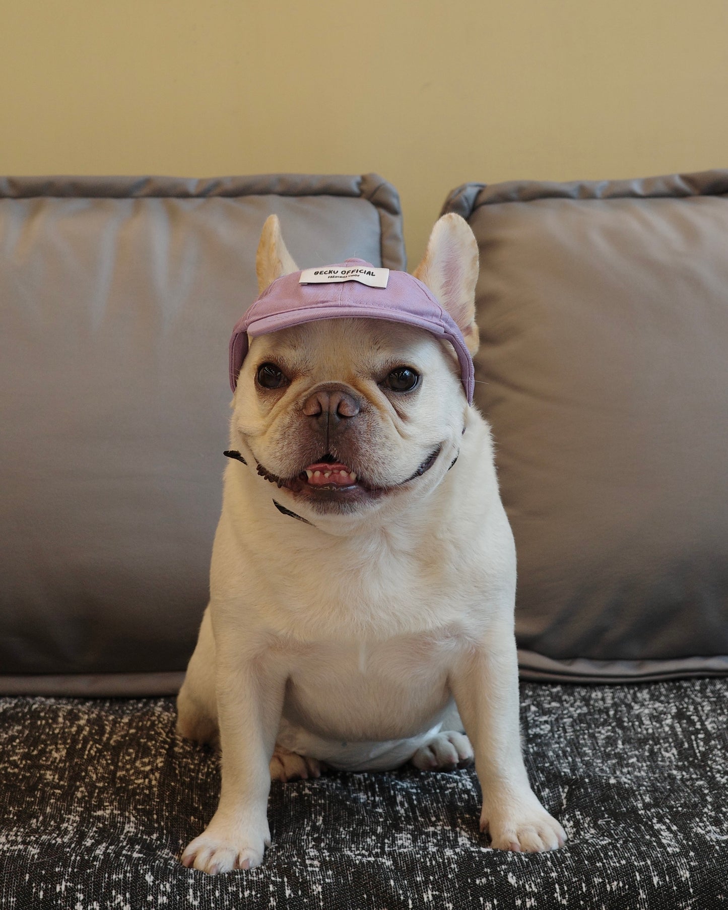 Becku Pet Cap (Purple)