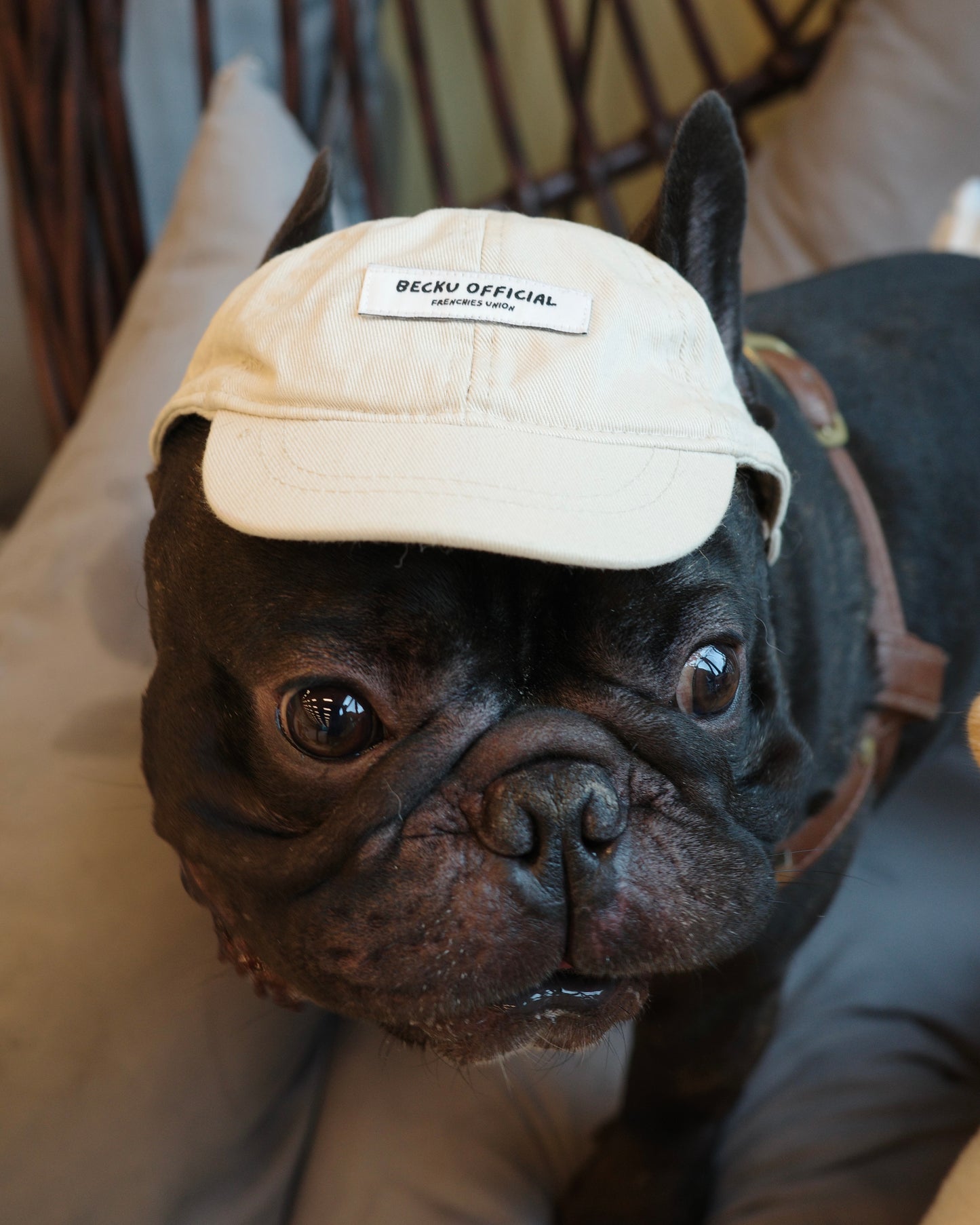 Becku Pet Cap (Beige)