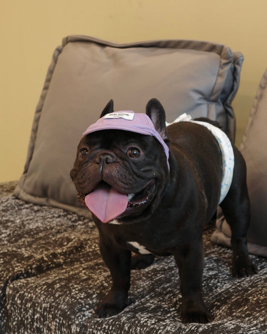 Becku Pet Cap (Purple)