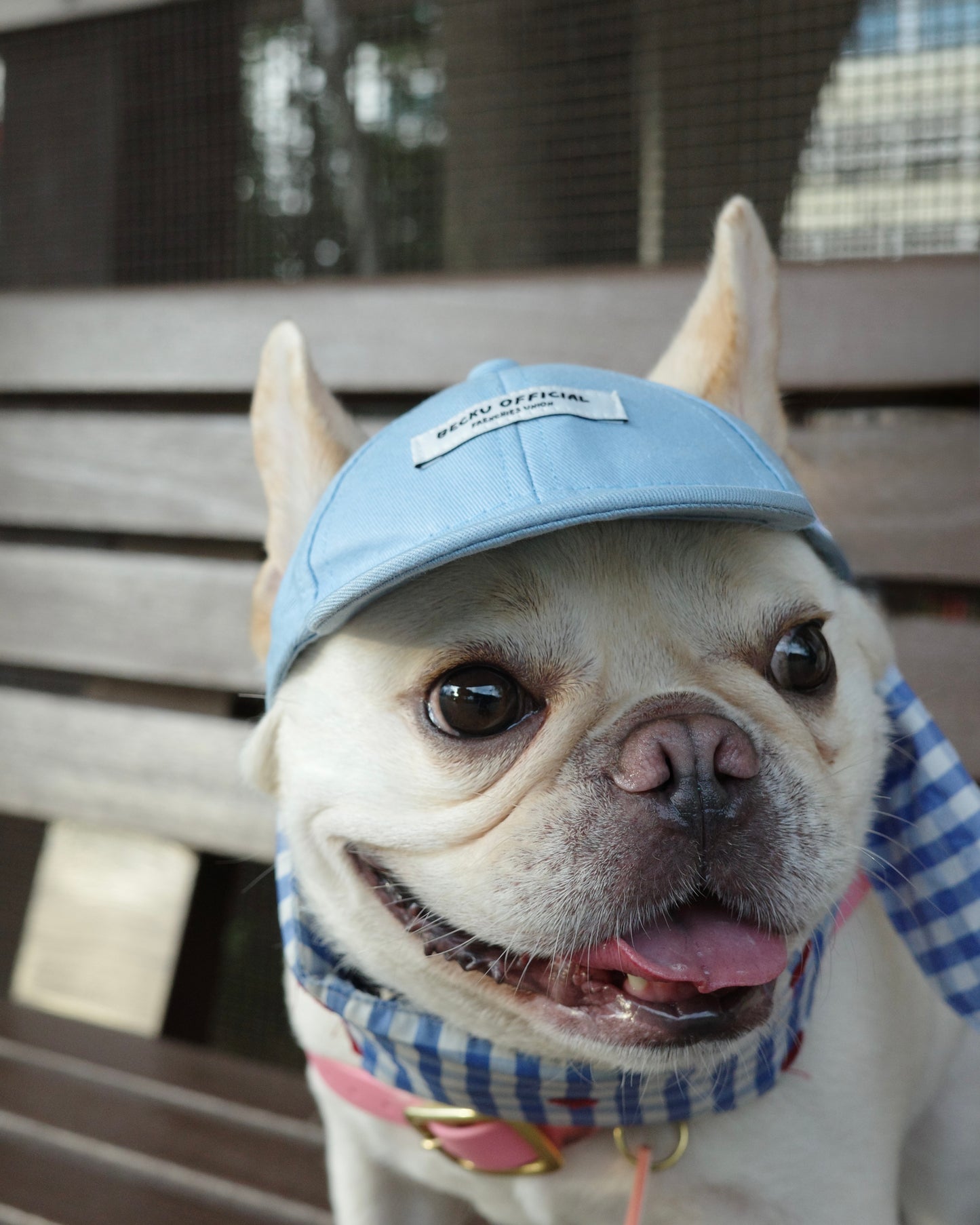 Becku Pet Cap (Blue)