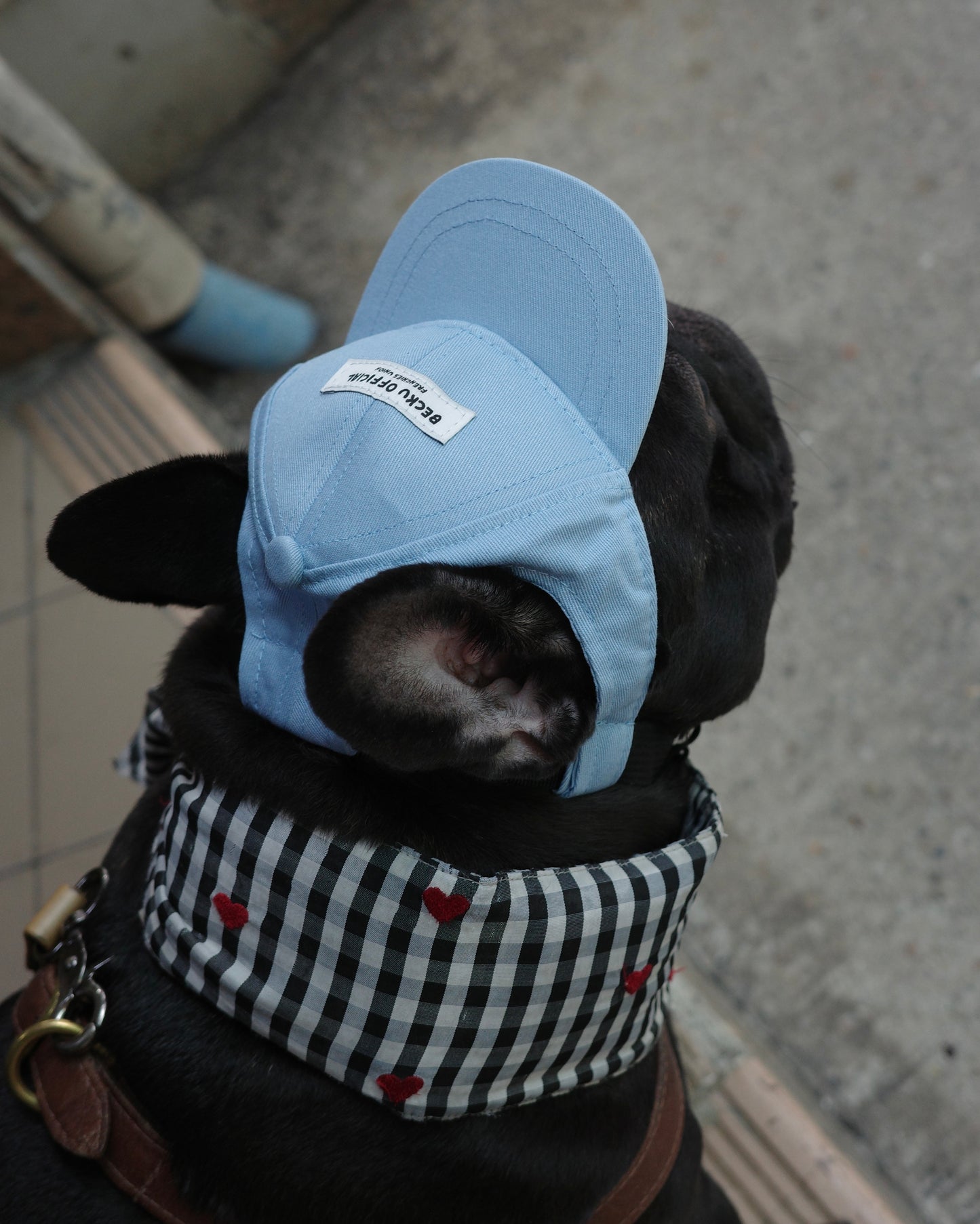Becku Pet Cap (Blue)