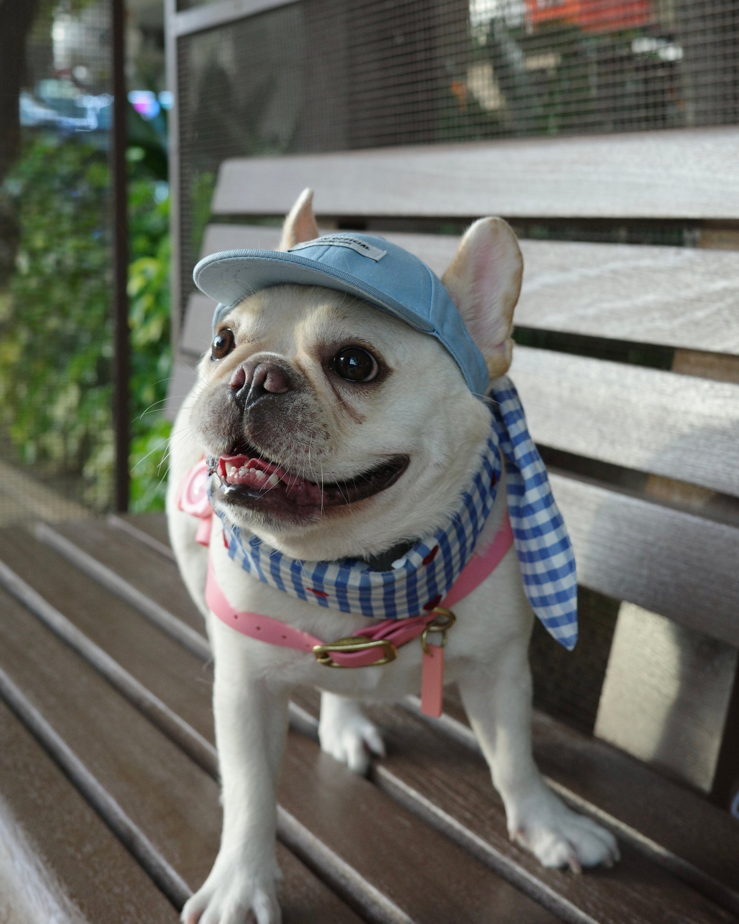 Becku Pet Cap (Blue)