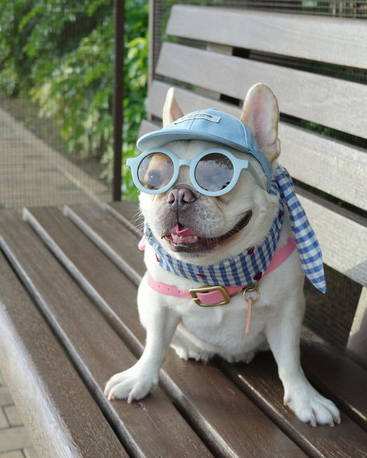 Becku Pet Cap (Blue)